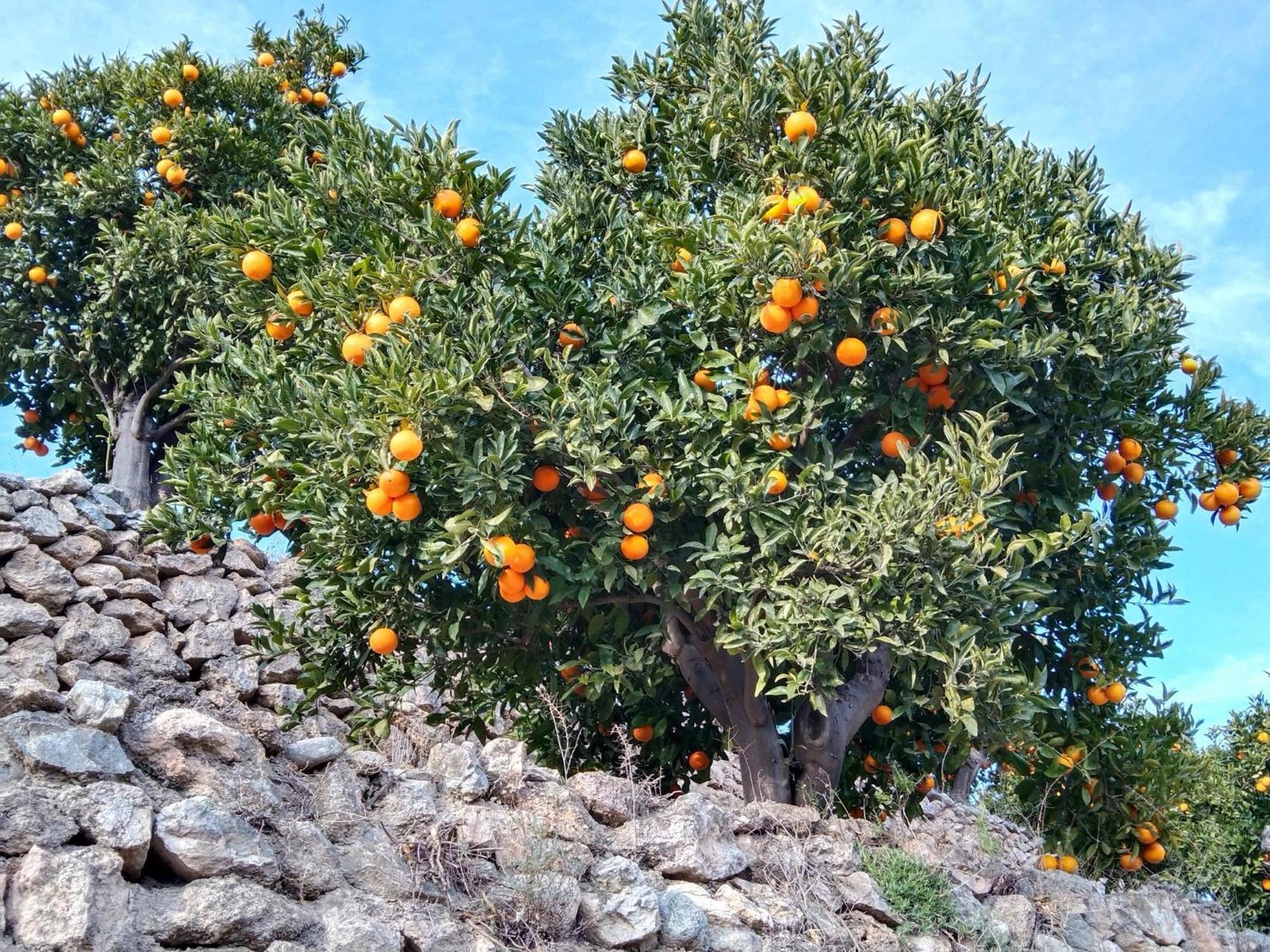 B&B La Granadilla Cónchar Exterior foto
